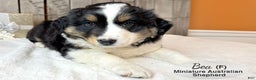 Miniature Australian Shepherd dogs for sale: Bea - Ad 2