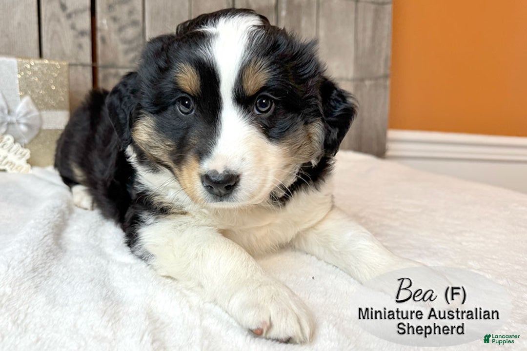 Miniature Australian Shepherd dogs for sale: Bea - Ad 2