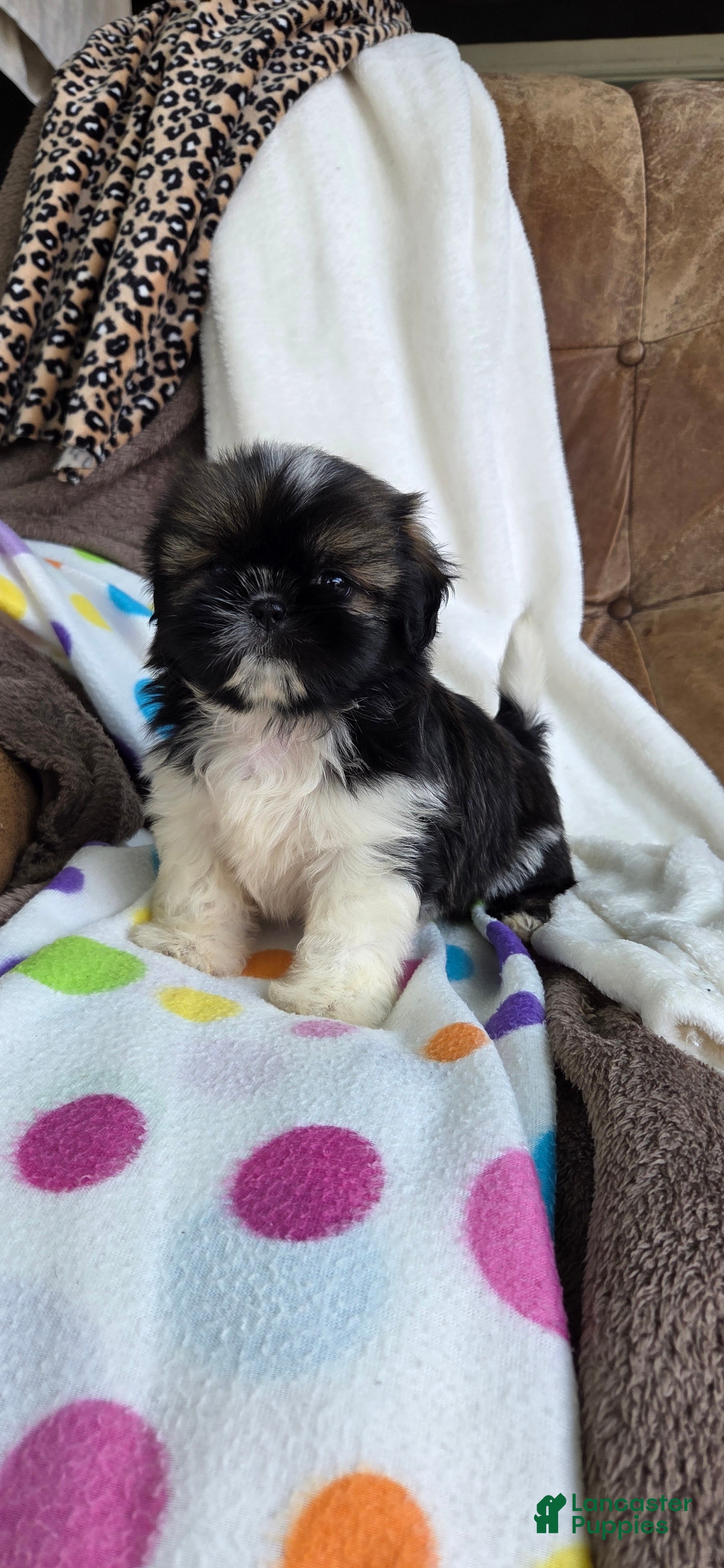 Shih Tzu dogs Orpha - Ad 1