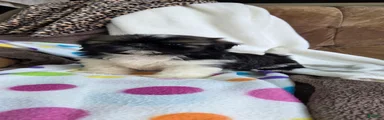 Orpha