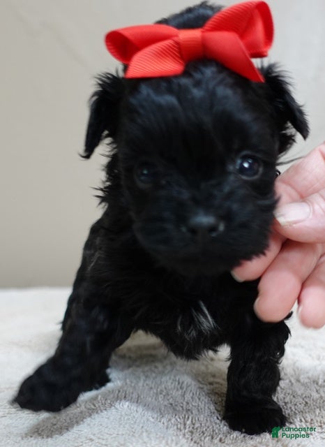 Maltipoo dogs Harlan 1 lb 3 ozs - Ad 4