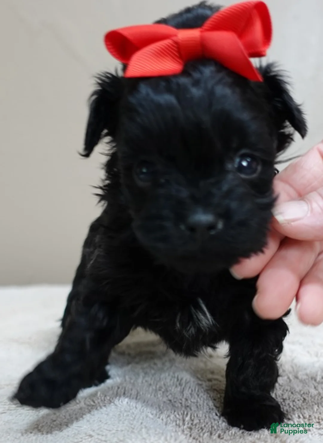 Maltipoo dogs for sale: Harlan 1 lb 3 ozs - Ad 1