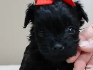 Maltipoo dogs Harlan 1 lb 3 ozs - Ad 10