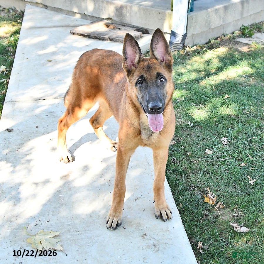 Mixed Breed dogs Autumn - Ad 1
