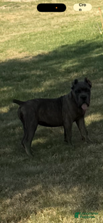 Cane Corso dogs Girl 3 - Ad 2
