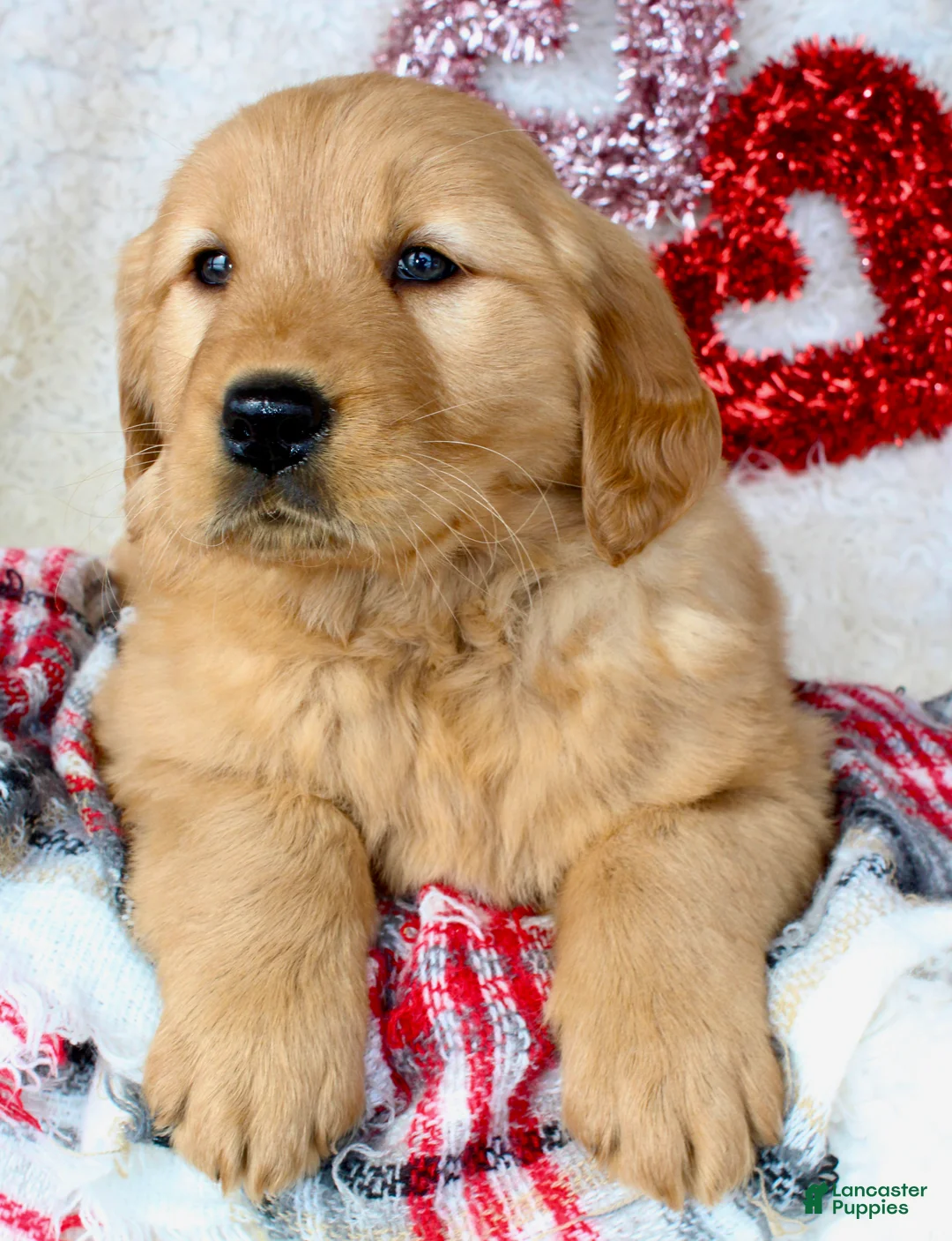 Golden Retriever dogs for sale: Barney - Ad 4