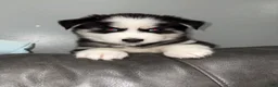 Siberian Husky dogs for sale: Blue - Ad 2