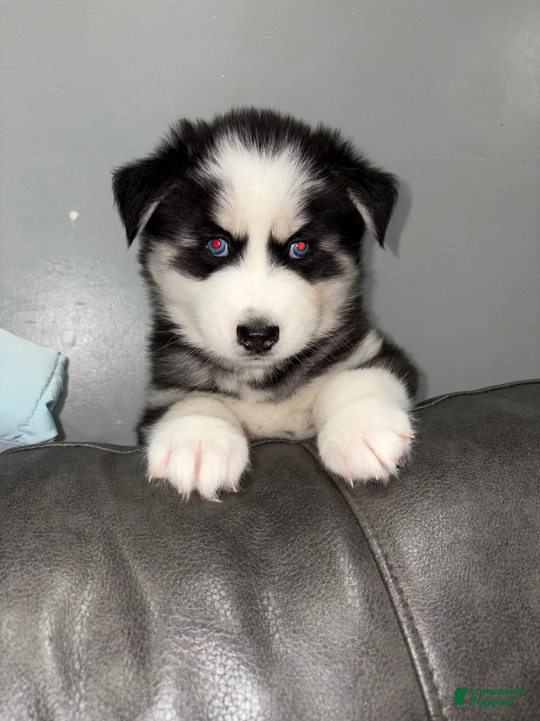 Siberian Husky dogs for sale: Blue - Ad 2