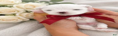 Maltese Puppy 2