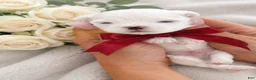 Maltese dogs for sale: Maltese Puppy 2 - Ad 1