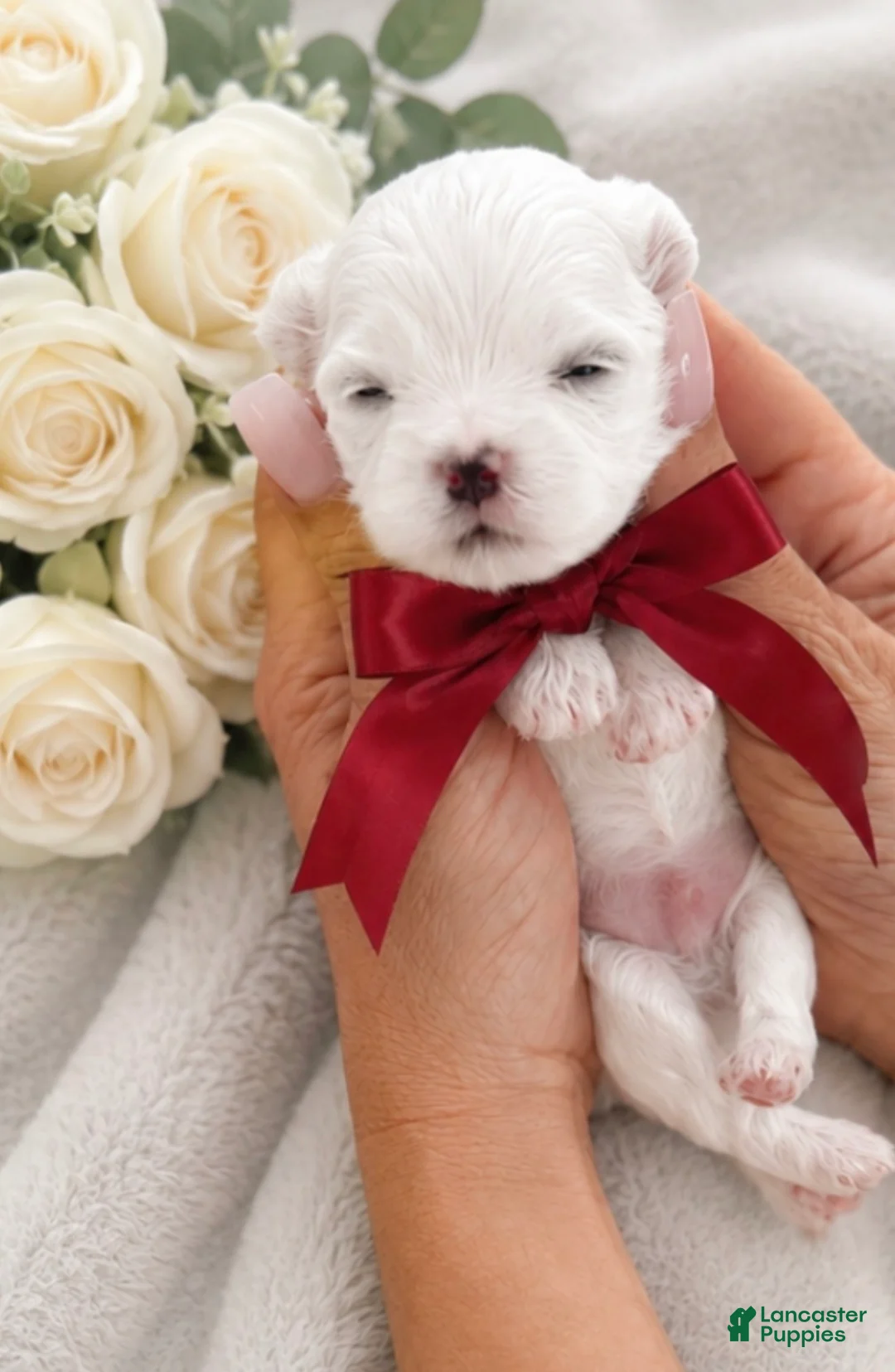 Maltese dogs for sale: Maltese Puppy 2 - Ad 1