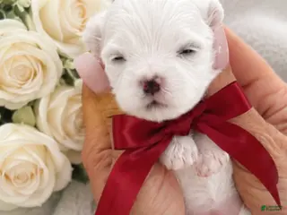 Maltese dogs for sale: Maltese Puppy 2 - Ad 3