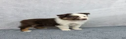 Miniature Australian Shepherd dogs for sale: Maverick  - Ad 3