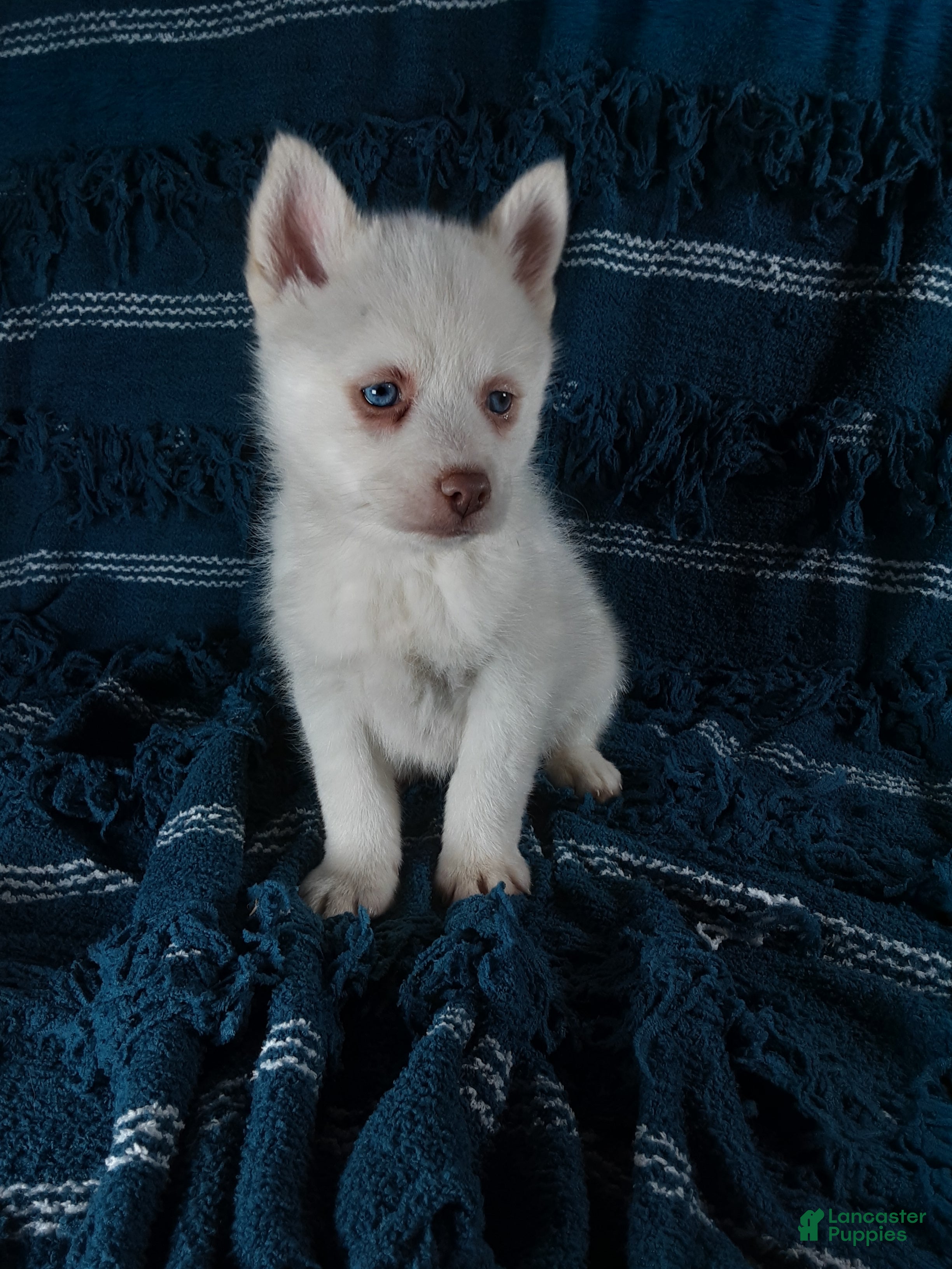 Pomsky dogs  Puppy 1 Louie - Ad 2