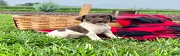 German Shorthaired Pointer dogs for sale: River❤️akc reg🐾 text or call today - Ad 1