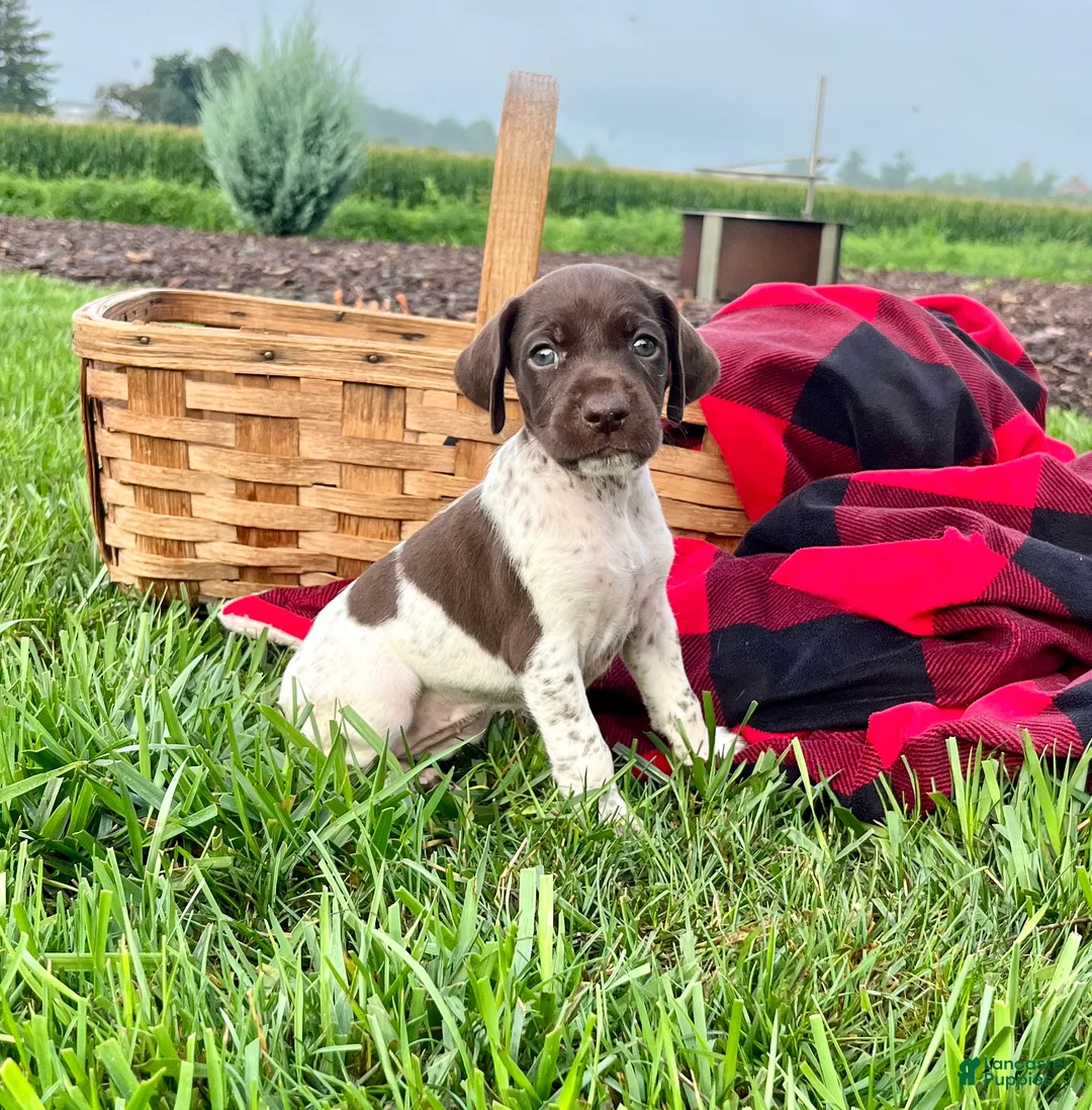 German Shorthaired Pointer dogs for sale: River❤️akc reg🐾 text or call today - Ad 1