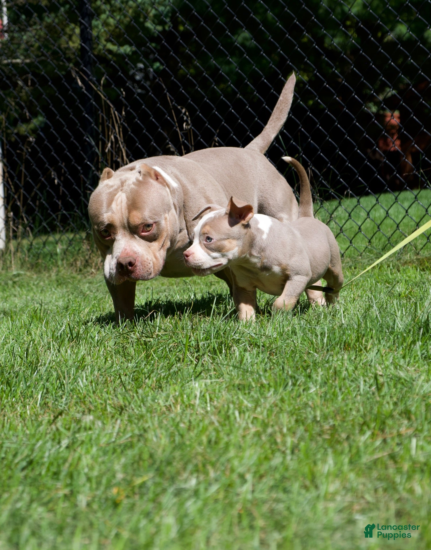 American Bully dogs Luck  - Ad 2