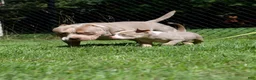 American Bully dogs for sale: Luck  - Ad 2