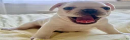 French Bulldog dogs for sale: Mr Peabody - Ad 1