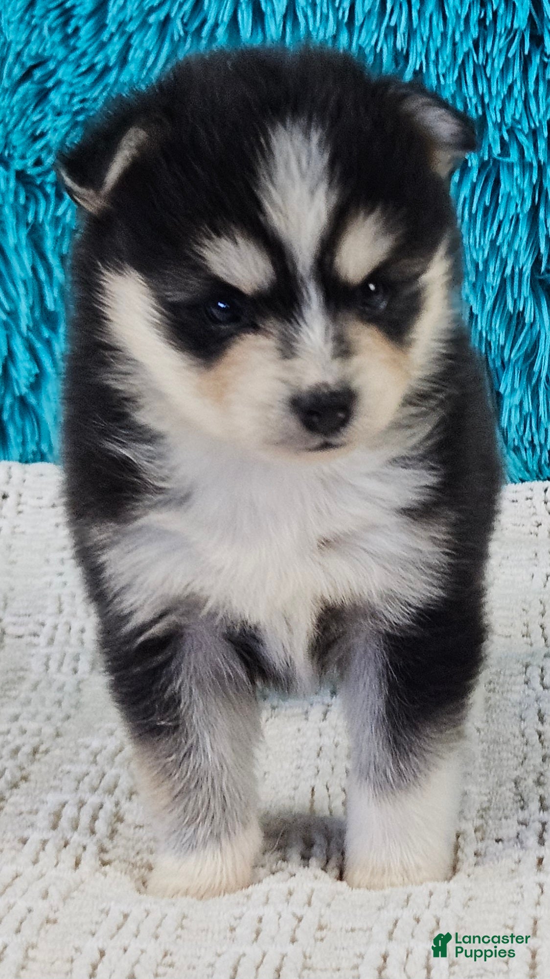 Pomsky dogs Lola - Ad 2