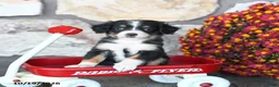 Mini Bernedoodle dogs for sale: Teddy - Ad 4
