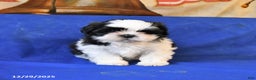 Shih Tzu dogs for sale: Maggie - Ad 2