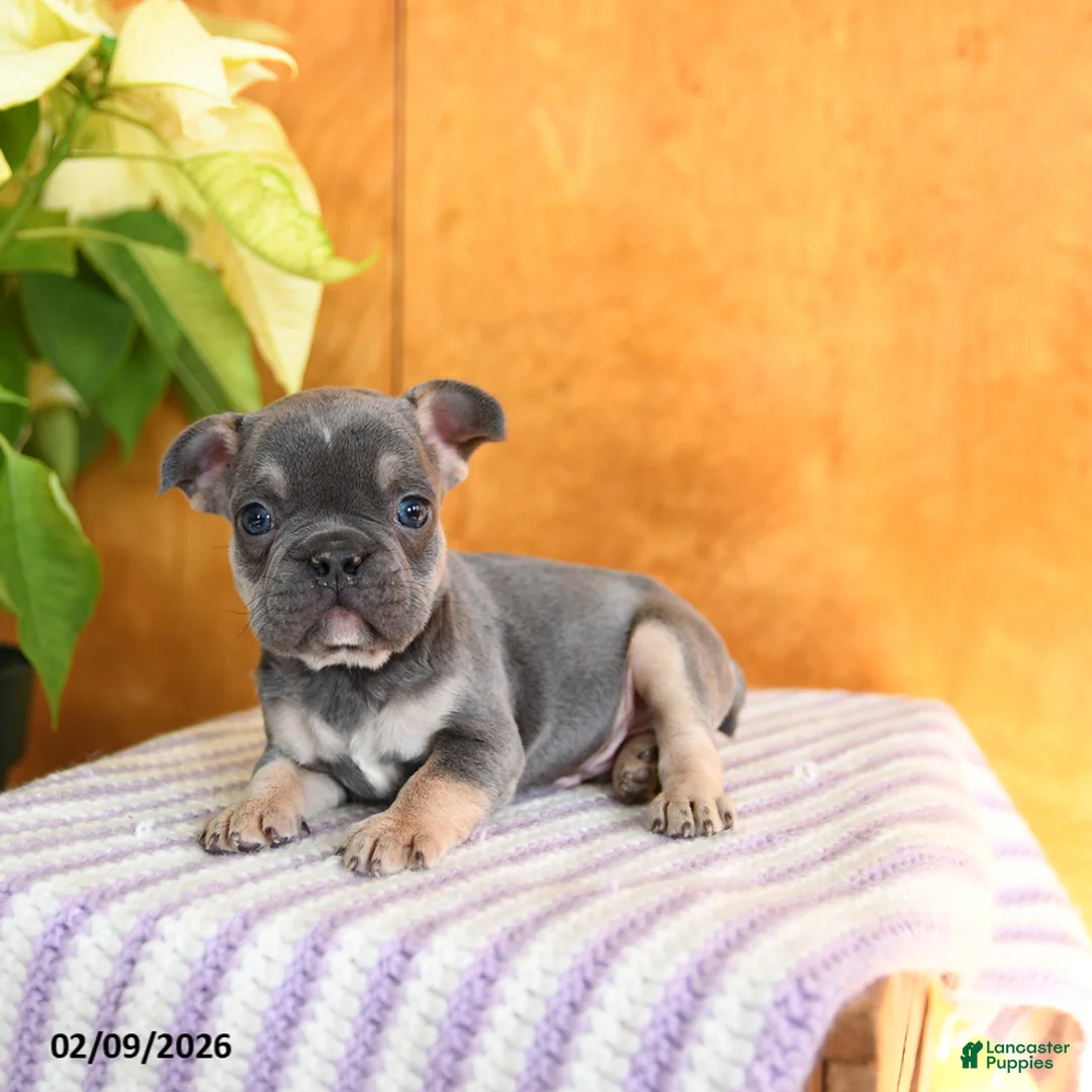 French Bulldog dogs for sale: Lenny - Ad 3