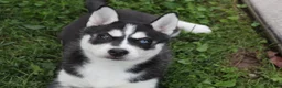 Siberian Husky dogs for sale: Alaska - Ad 2