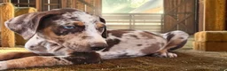 Catahoula Leopard Dog dogs for sale: MS 2026 Female 2 - Ad 4