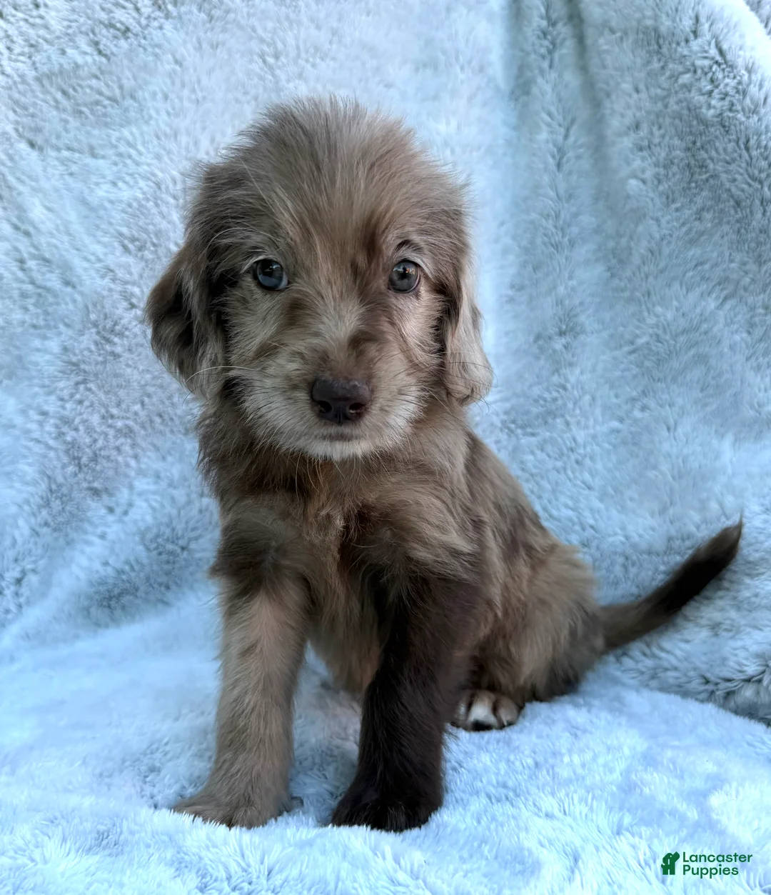 Labradoodle dogs for sale: Indy - Ad 1