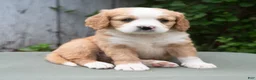 Miniature Bernese Mountain Dog dogs for sale: Kason  - Ad 4