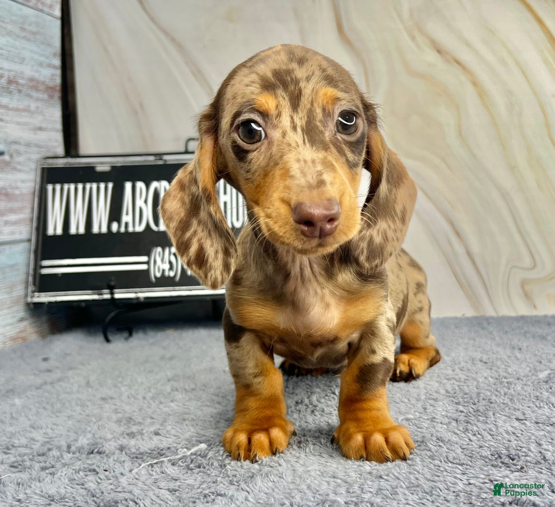 Miniature Dachshund dogs for sale: Rianna dappleShow boy - Ad 6