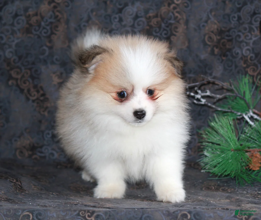 Pomeranian dogs for sale: Parker - Ad 4