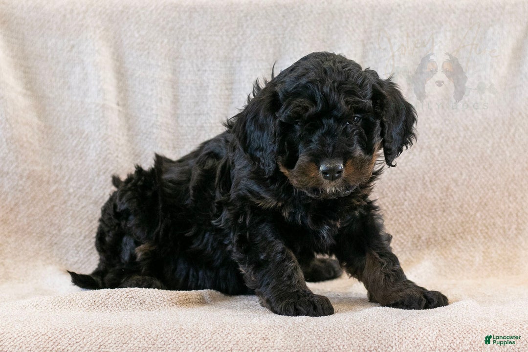 Bernedoodle dogs for sale: Aurora - Ad 2