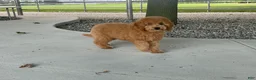 Mini Goldendoodle dogs for sale: Mindy Mini Goldendoodle  - Ad 9