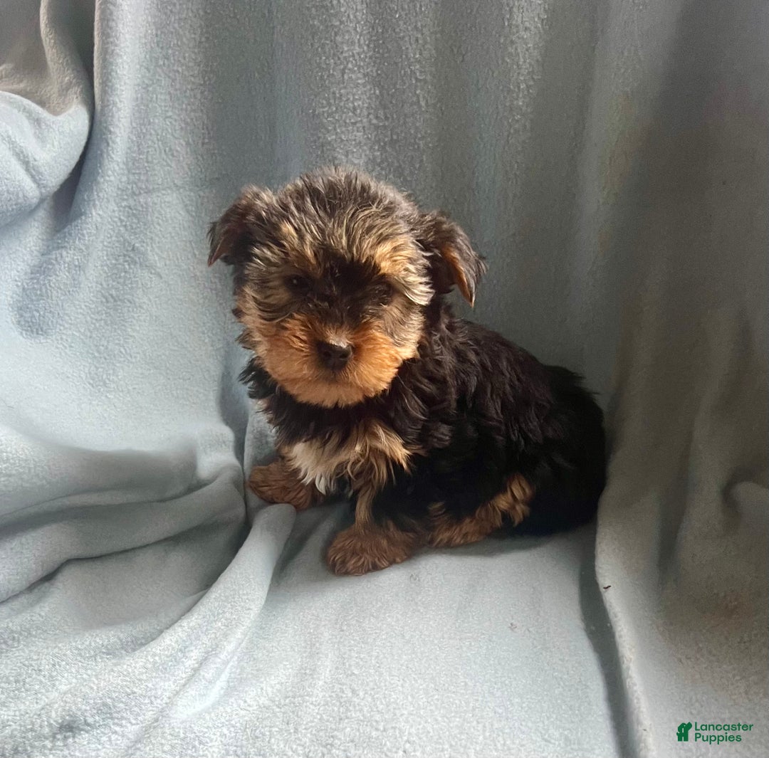Yorkshire Terrier dogs for sale:  Cory  - Ad 1