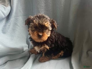Yorkshire Terrier dogs Cory - Ad 2