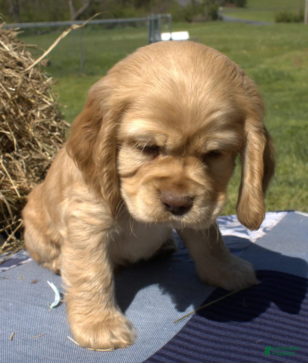 Cocker Spaniel dogs for sale: Gunner - Ad 1