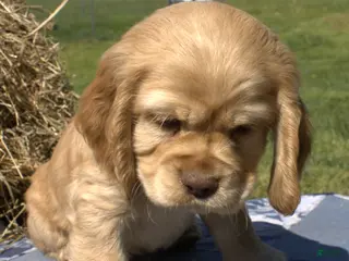 Cocker Spaniel dogs Gunner - Ad 10
