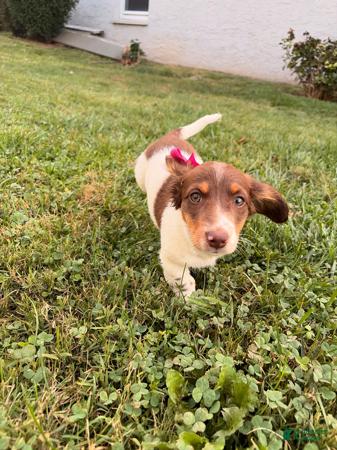 Miniature Dachshund dogs for sale: Nori - Ad 3