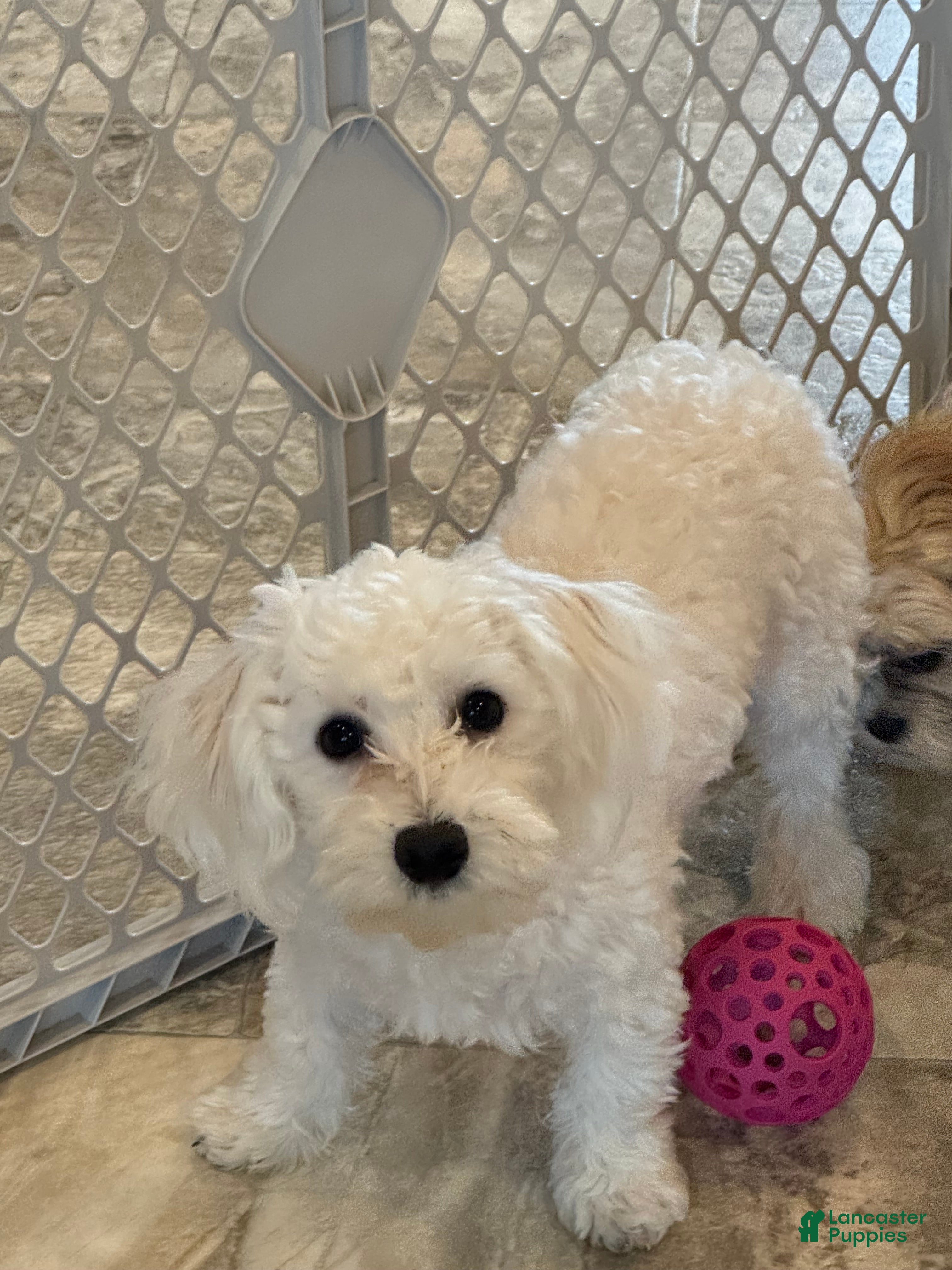 Bichon Frise dogs Benny - Ad 31