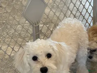 Bichon Frise dogs Benny - Ad 31