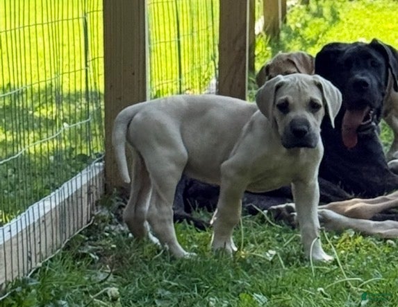 Great Dane dogs Orzo (Orange) - Ad 42