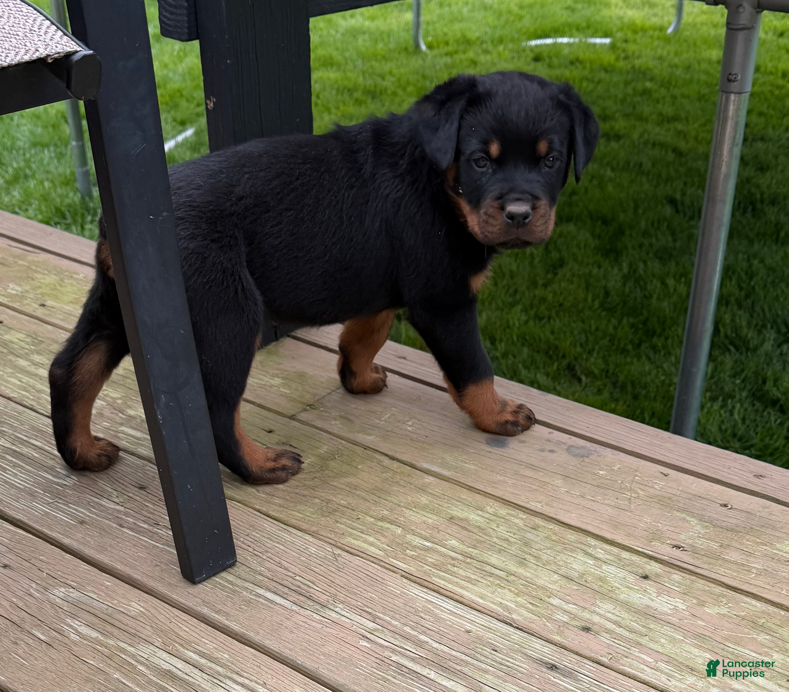 Rottweiler dogs for sale: Rottweiler Puppy 2 - Ad 1