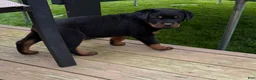 Rottweiler dogs for sale: Rottweiler Puppy 2 - Ad 1