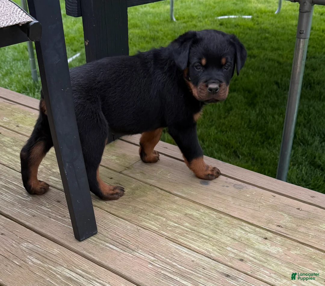 Rottweiler dogs for sale: Rottweiler Puppy 2 - Ad 1