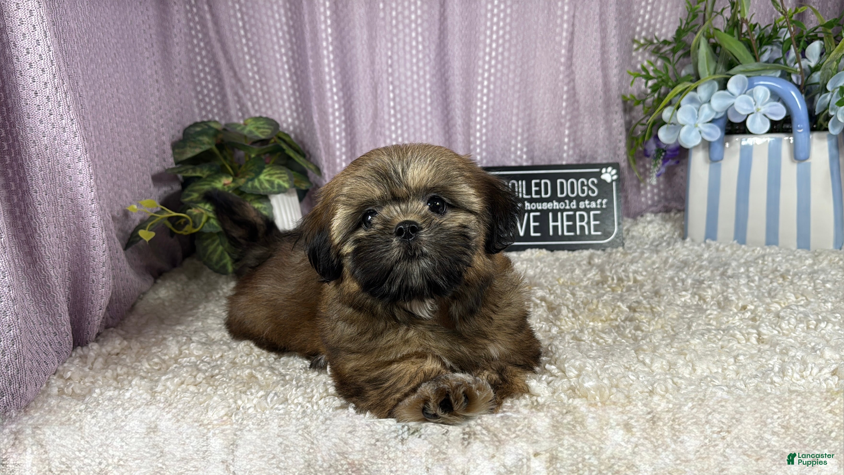Shih Tzu dogs Shih Tzu 1 - Ad 22