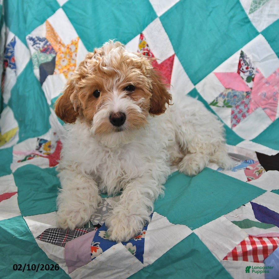 Goldendoodle dogs Maggie - Ad 2