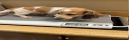 Dachshund dogs for sale: Star - Ad 8