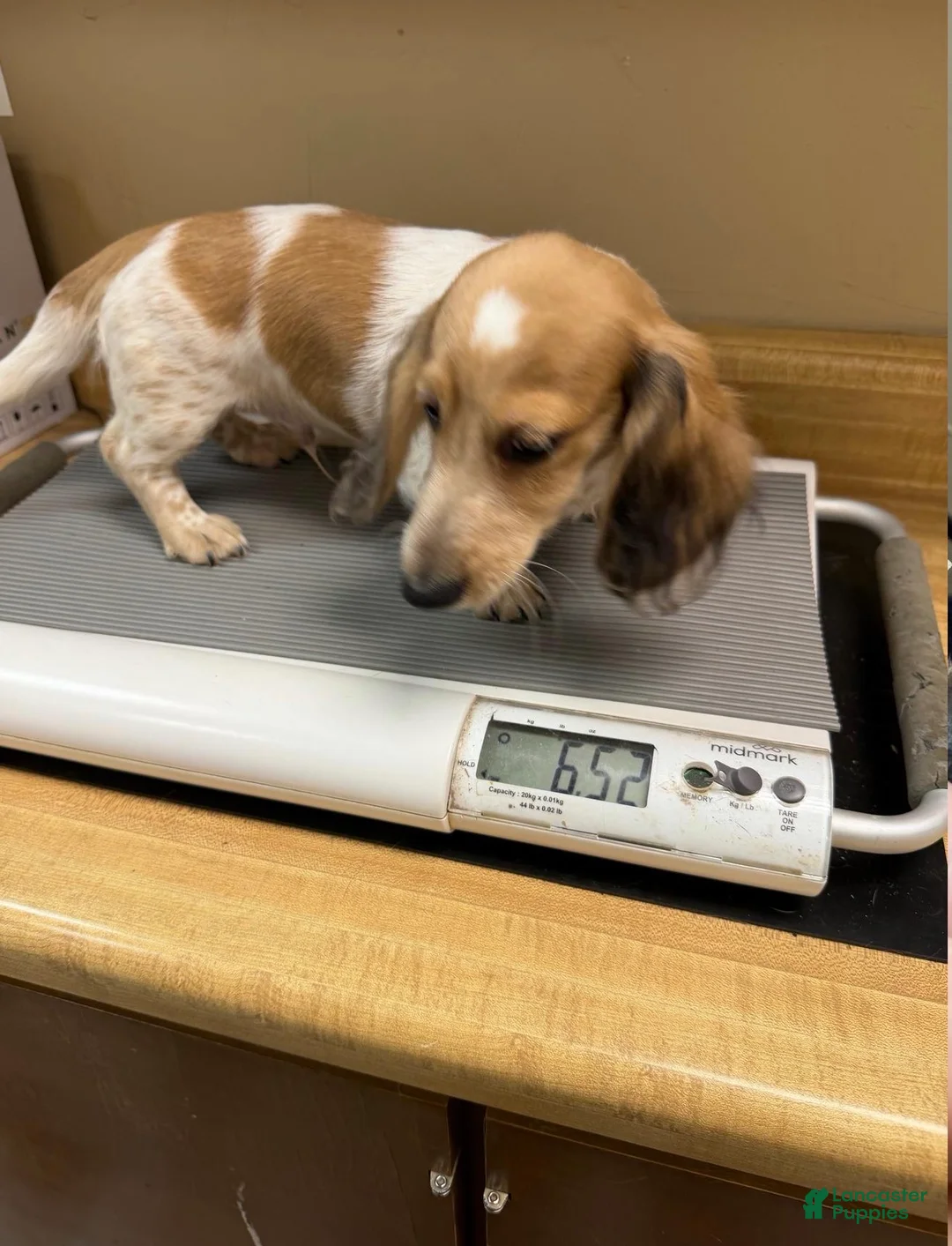 Dachshund dogs for sale: Star - Ad 8